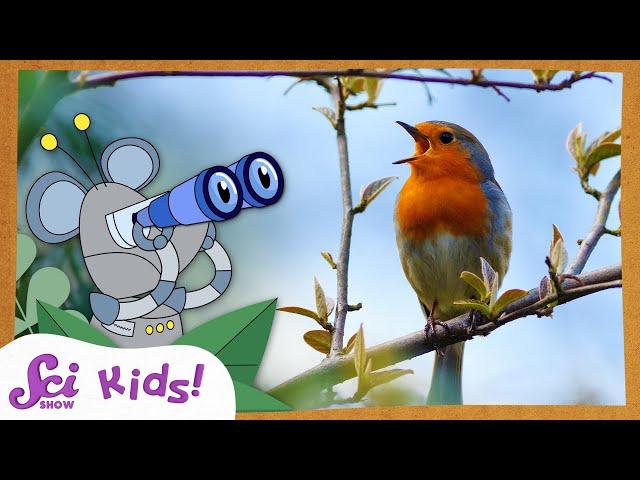 Let's Go Bird Watching! | SciShow Kids Compilation