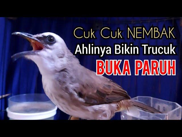 Trucukan Gacor dor Cuk cuk keras TAJAM ahlinya jadi pancingan trucukan agar bunyi GACOR BUKA PARUH