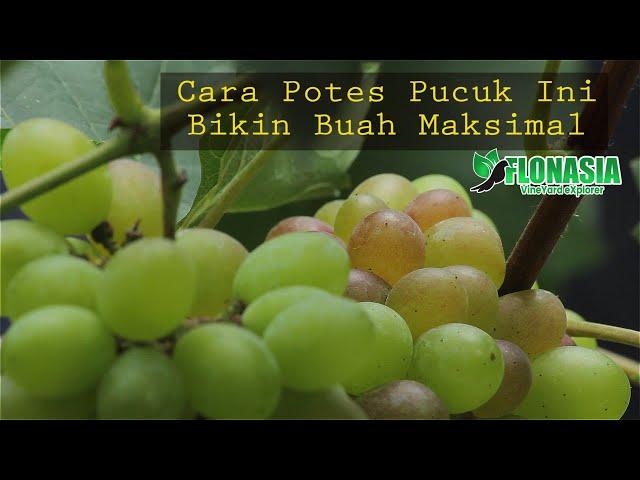 Wajib Tau! Cara Potes Pucuk Supaya Ukuran Buah Anggur  Maksimal