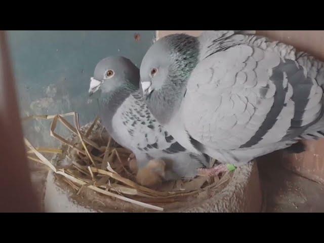 early breeding your pigeons should i or not breed early