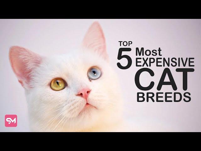 Top 5 Most Luxurious And Exotic Cat Breeds In The World | Spoliamag.com