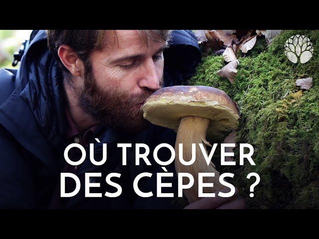 Où trouver des cèpes cet automne 2022 ?