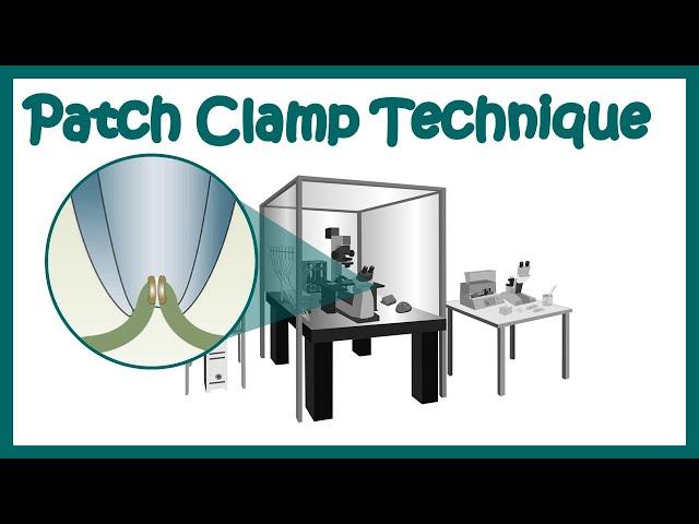 Patch clamp | Electrophysiology | Patch clamp method | Voltage clamp | whole cell recording