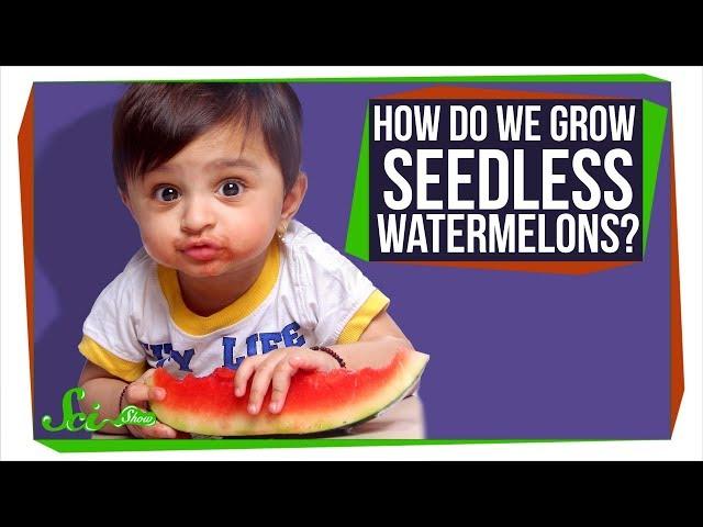 How Do Seedless Watermelons Reproduce?