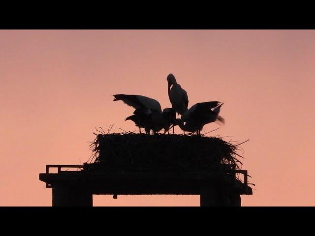 Storchennest Fridolfing 11.07.24 - Die ganze Familie kommt abends ins Nest - Fütterung Ehrensache