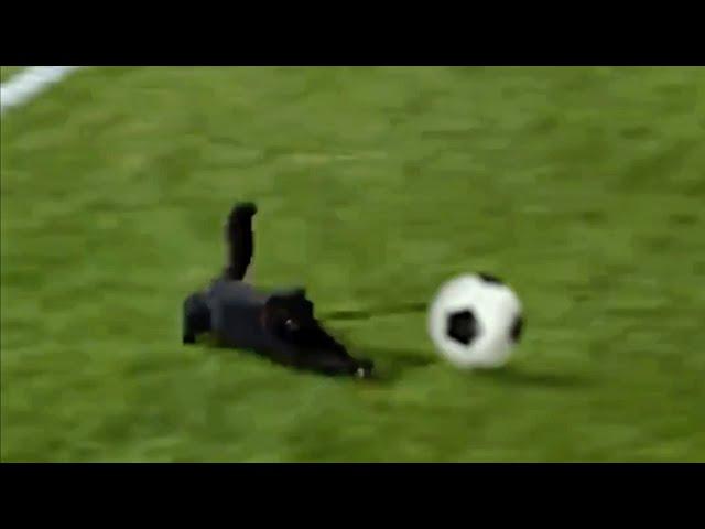 Cat Scores a Goal