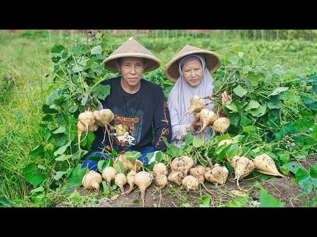 Panen Bengkoang Jumbo di Kebun | Masak Tekwan Khas Palembang, Lumpia Bengkoang, dan Rujak Lotis