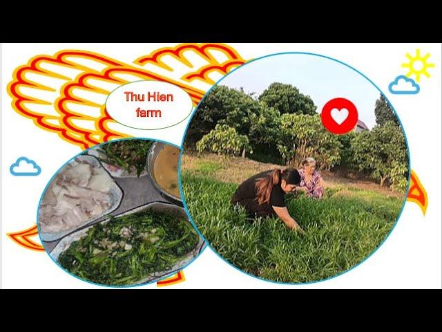 Harvesting water spinach - Thu Hien farm