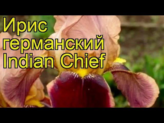 Ирис германский Индийский лидер. Краткий обзор, описание характеристик iris germanica Indian Chief