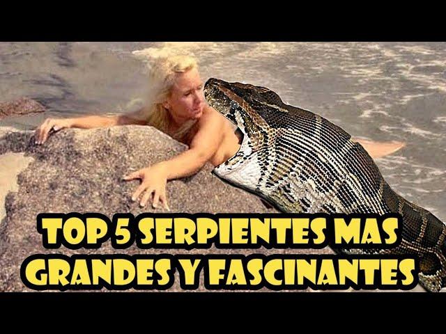 Las Serpientes mas GRANDES y FASCINANTES del Planeta