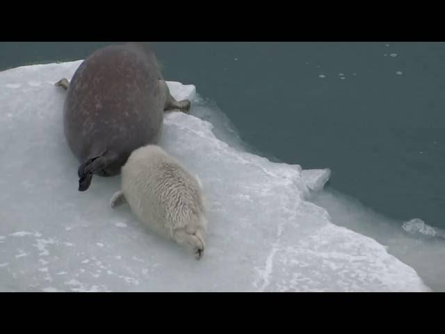 ТЮЛЕНЬ ЗИМОЙ В КАСПИЙСКОМ МОРЕ. Забавные животные морские котики / marine seal