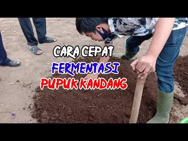 Cara Fermentasi Kotoran Sapi - Membuat Pupuk Organik - Sofyan (Sayur Organik Merbabu) P4S Citra Muda