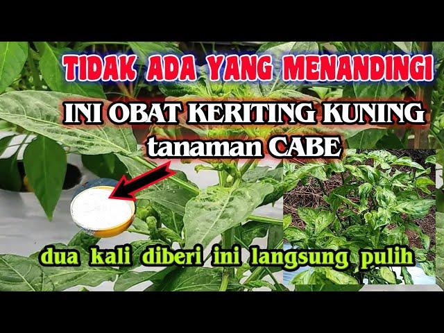 dari sekian juta obat keriting pucuk daun cabe cuma ini yang paling ampuh atasi keriting kuning