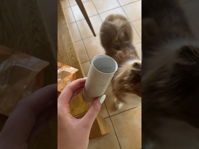 DIY Hundebeschäftigung in unter 1 Minute