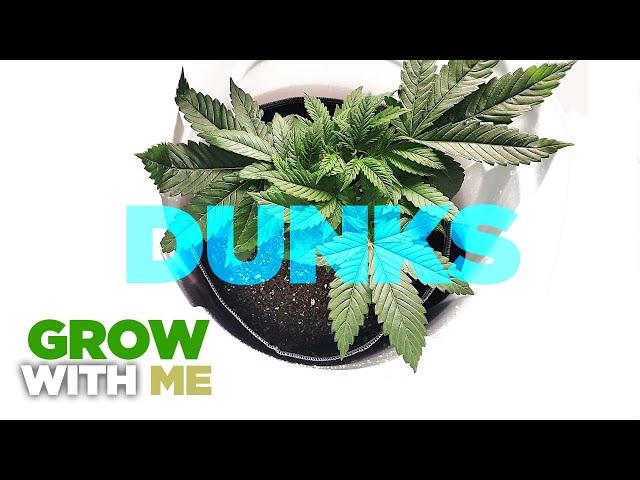 HOLY GRAIL of feeding Cannabis & Weed - The DUNK Technique - How to & When to Feed Nutrients & Water