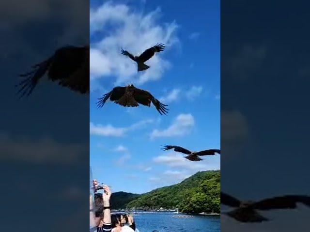 Eagles Seagulls up close personal fun #inefunaya Kyoto Sightseeing boat ride