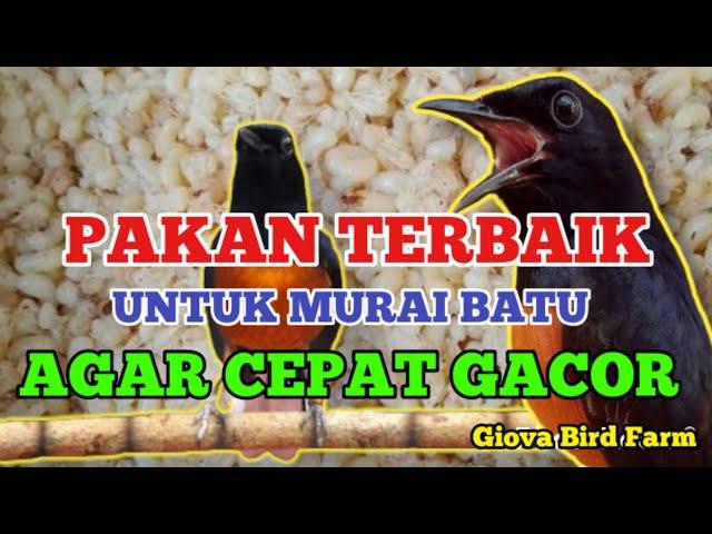 PAKAN TERBAIK MURAI BATU AGAR CEPAT GACOR