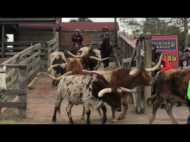 Fort Worth Stockyards Cattle Drive