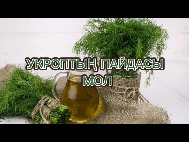 Укроп | Аскөктің пайдасы | Укроптың адам денсаулығына пайдасы орасан зор