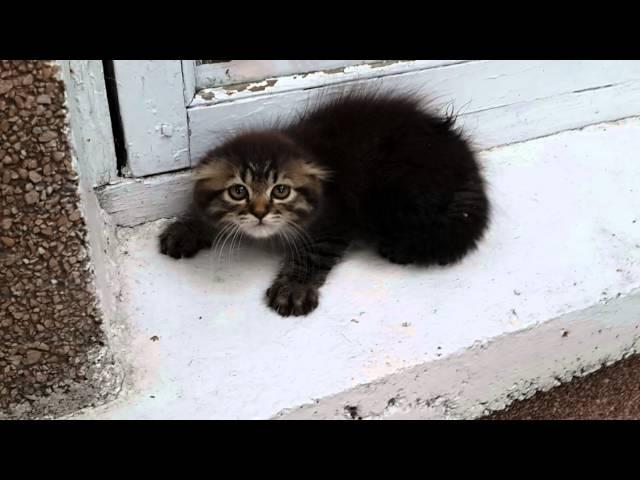 Very angry kitten Очень злой котенок