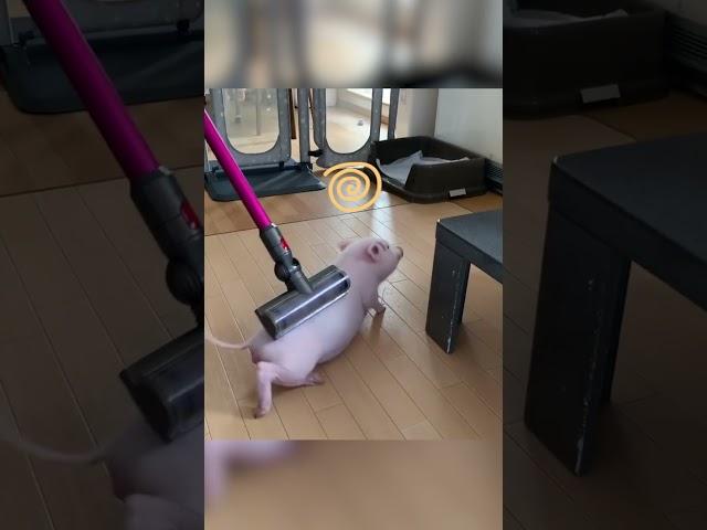 Piglet Enjoys Massage!