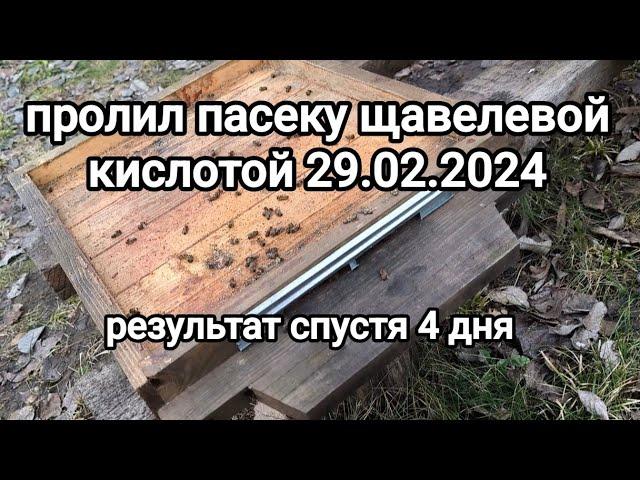 результат обработки пчёл щавелевой кислотойчем обработать пчёл от клеща? #беларусь #осиповичи