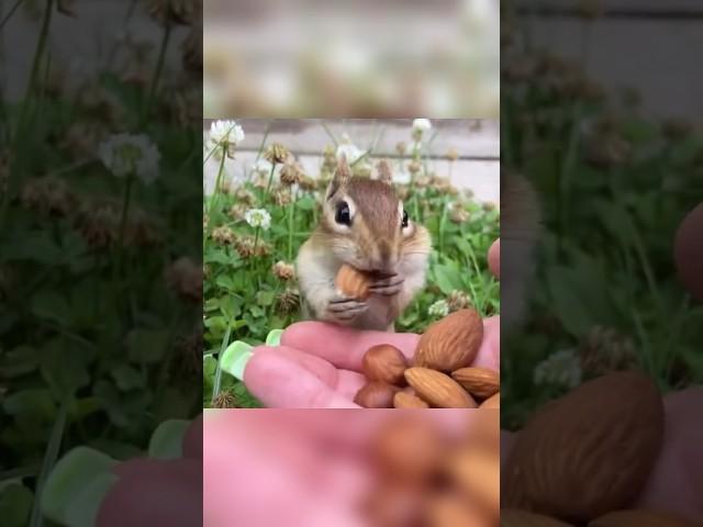 Squirrels eating almonds for the first time  #animals #cute #shorts #viral