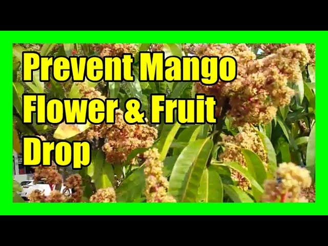 Prevent Mango Flowers From Falling: Mango Flower Drop Treatment and Management