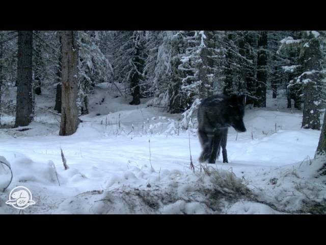 Banff National Park Wild Images: Neo Trio -- An elusive wolf pack shows its colours