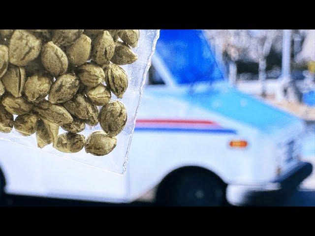 Is it Legal to Ship Cannabis Seeds in the United States?