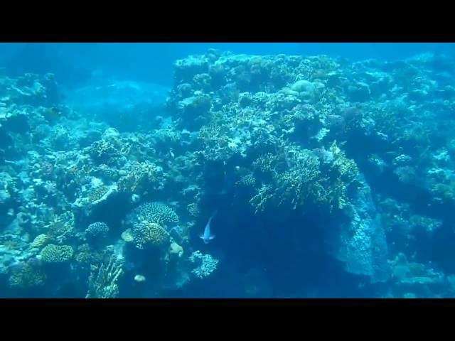 Coral reef snorkeling near Safaga, Soma Bay, Egypt, Red Sea (HD) #2