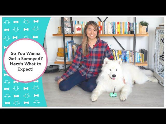 So You Wanna Get a Samoyed? Here's What to Expect!