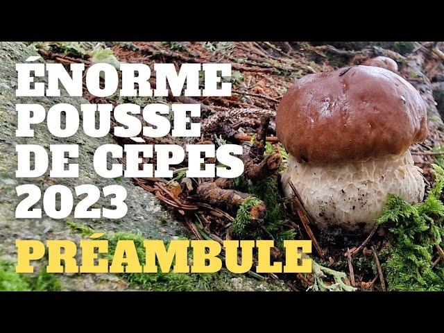 Préambule d'une énorme pousse : LES SIGNES ! Saison des cèpes 2023 #cèpes #champignons