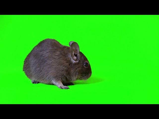 Green Screen Rat walking no copyright | mouse running green screen