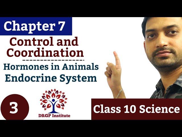 Chapter 7: Control and Coordination - 03 | Endocrine System |  Hormones in Animals | PNS | Class 10