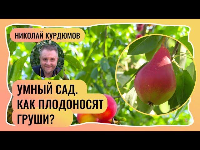 Умный сад.  Как и на чём плодоносят груши?