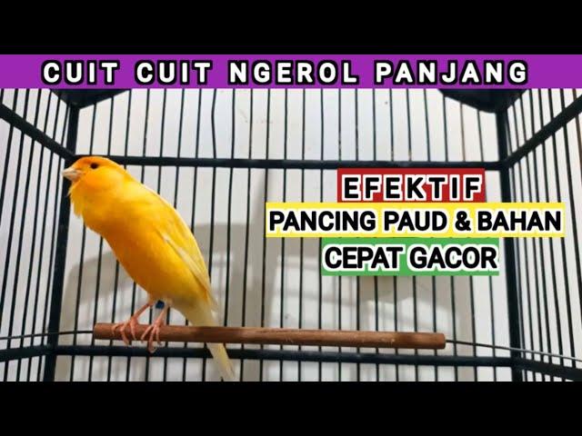 suara burung kenari gacor kicau panjang cocok buat masteran kenari paud agar bunyi [224] canaries