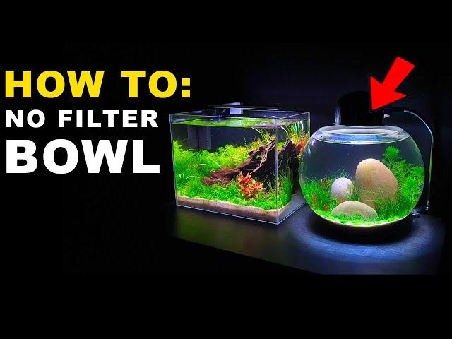 HOW TO: NO FILTER BOWL AQUARIUM SETUP || MD FISH TANKS