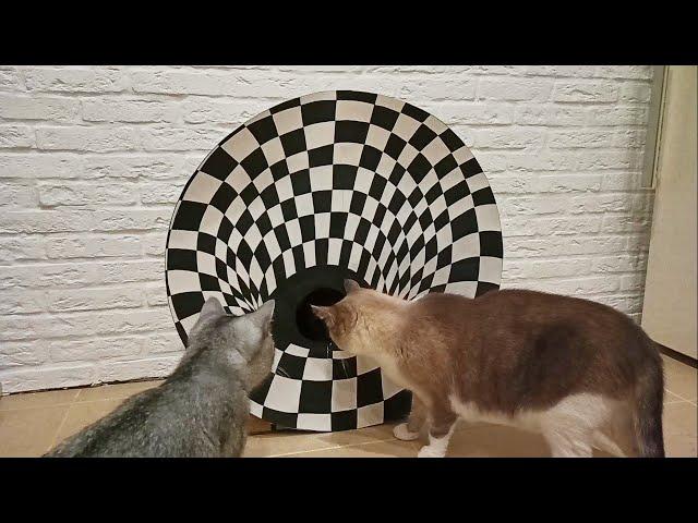 Cats vs 3D Hole | Optical Illusion