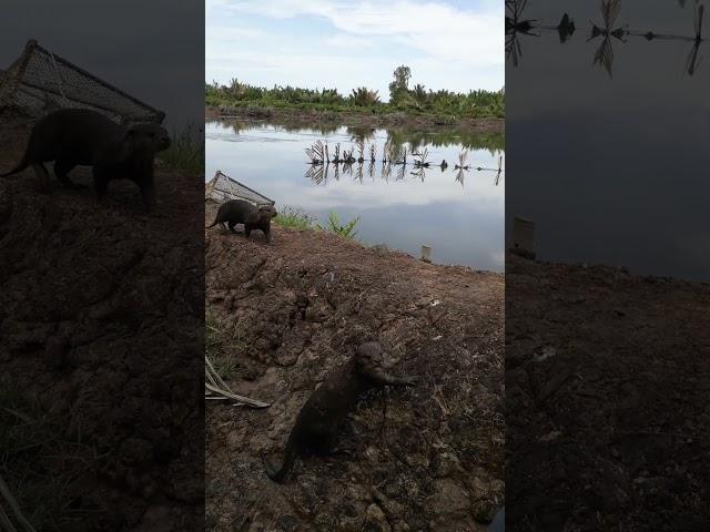 Lagi mancing ketemu rombongan berang-berang #mancing #momenunik