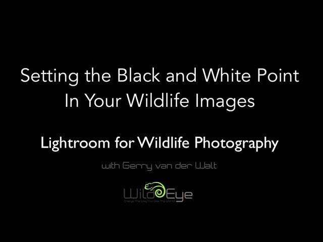 Episode 1:  Setting the Black and White Point in Your Wildlife Images