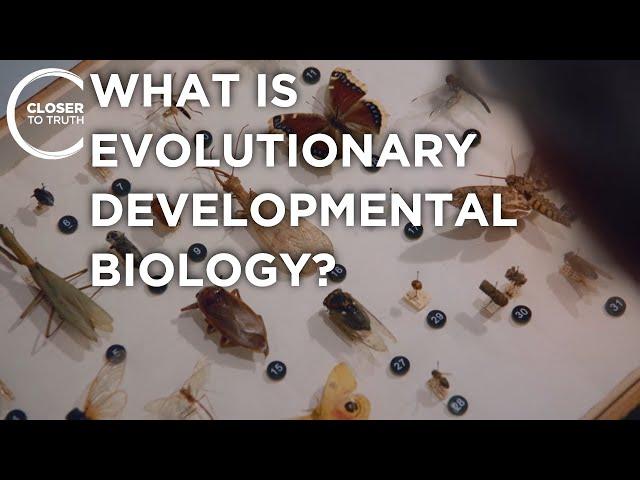 What is Evolutionary Developmental Biology? | Episode 2303 | Closer To Truth