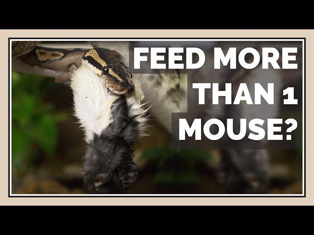 Can You Feed Snakes more than 1 Mouse / Rat at a Time?