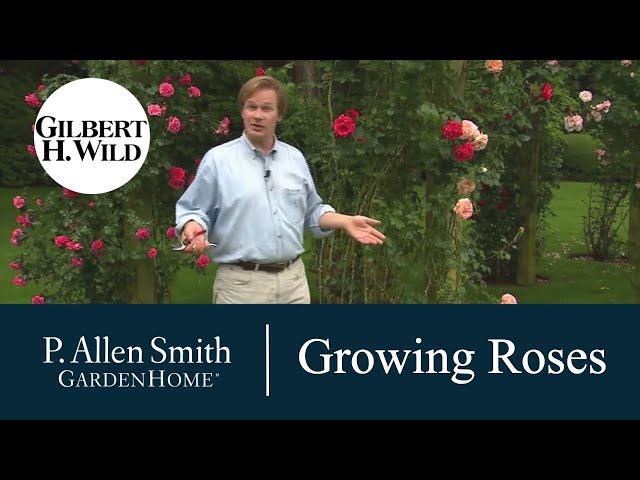 How to Grow and Care for Roses | Garden Home (1002)