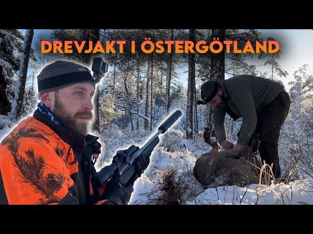 DREVJAKT I ÖSTERGÖTLAND | Kronhjort skjutet