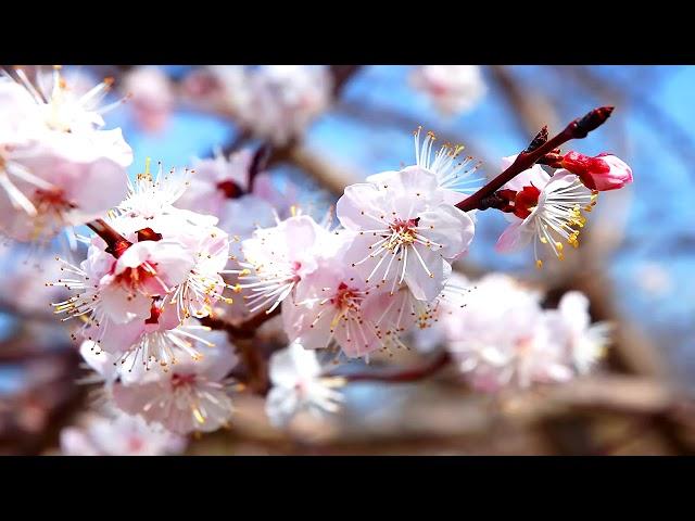 Tai Chi Qi Gong Music to enhance mindful practise.