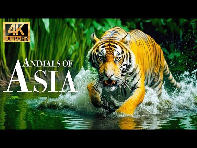 Animals of Asia 4k - Wonderful wildlife movie with soothing music