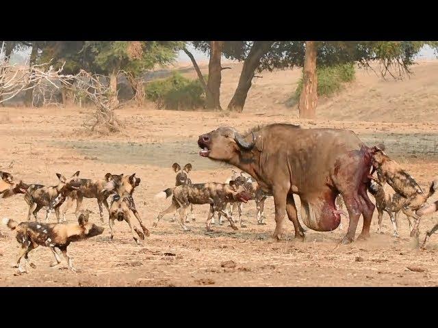 ДИКИЕ СОБАКИ Напали На Рожающую Буйволиху. Вот Что Было Дальше...