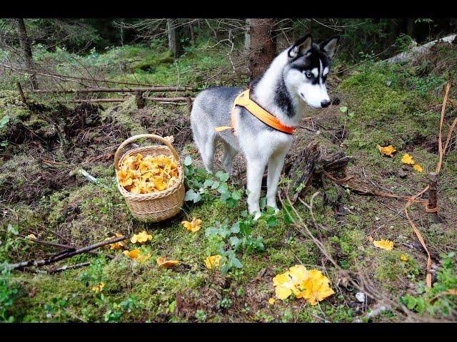 10 kg in one day!  How to find lot of chanterelles !