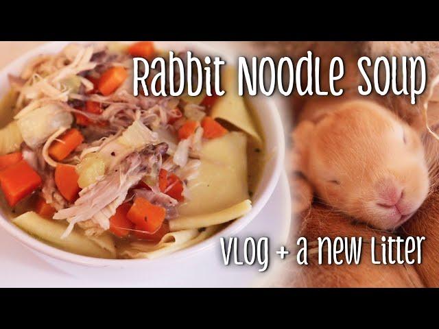 Rabbit noodle soup, a failed breeding, & a new litter